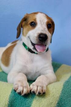 Cheese Dark Green -  Mixed Breed Dog for Adoption in Morgantown, Kentucky - Cheese Dark Green | PetCurious