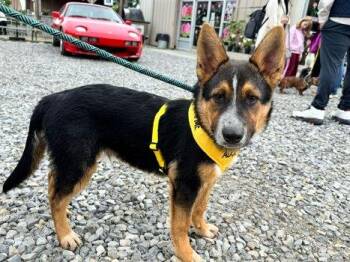 German Shepherd Dog and Australian Cattle Dog Blue Heeler Dogs Available for Adoption in Bedford Hills, New York - Otto | PetCurious