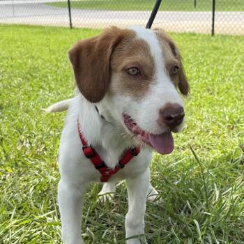 Svedka -  Terrier Dog for Adoption in Columbia, South Carolina - Svedka | PetCurious