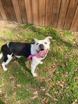 Australian Shepherd and Bull Terrier Dogs Available for Adoption - Luna- Loving Sidekick | PetCurious