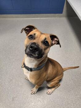 Nilla Wafer -  Black Mouth Cur Dog for Adoption in Wellington, Kansas - Nilla Wafer | PetCurious
