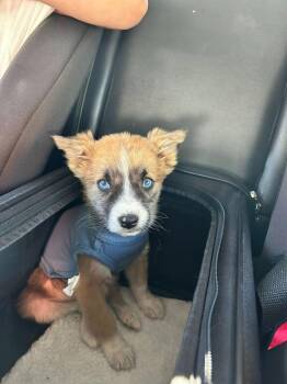 Mixed Breed Dogs Available for Adoption in Mesa, Arizona - Maple | PetCurious