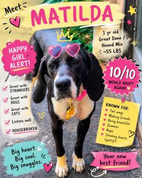 Matilda -  Great Dane and Hound Dog for Adoption in Plainfield, Illinois - Matilda | PetCurious