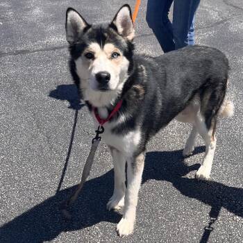 Mixed Breed Dogs Available for Adoption in Mentor, Ohio - Obsidian | PetCurious