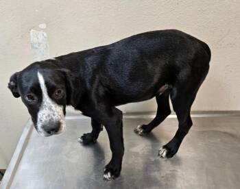 LeBer -  Coonhound Dog for Adoption in Mocksville, North Carolina - LeBer | PetCurious