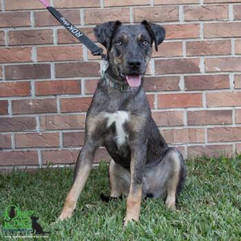 Rescue Catahoula Leopard Dog Dogs for Adoption in Warren, Maine - Atticus - GA | PetCurious
