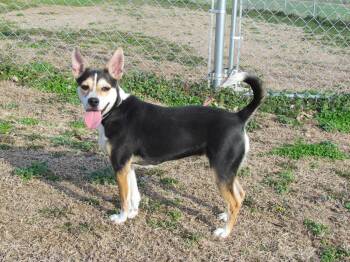 Rat Terrier and Feist Dogs Available for Adoption - Dharma | PetCurious