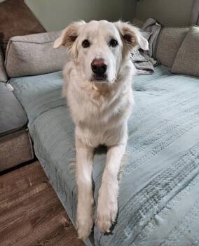 Great Pyrenees Dogs Available for Adoption - Joe | PetCurious