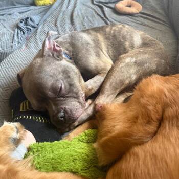 Carnitas Lite -  American Bulldog and Boston Terrier Dog for Adoption in Austin, Texas - Carnitas Lite | PetCurious
