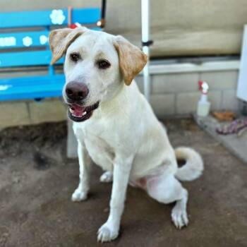 CHARLOTTE -  Labrador Retriever and Mixed Breed Dog for Adoption in Long Beach, California - CHARLOTTE | PetCurious