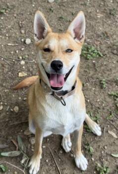 Shepherd and Mixed Breed Dogs Available for Adoption in San Antonio, Texas - Blondie | PetCurious