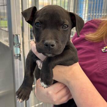 Terrier Dogs Available for Adoption in Montgomery, Alabama - Bub | PetCurious