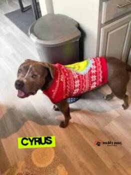 Pit Bull Terrier Dogs Available for Adoption - Cyrus | PetCurious