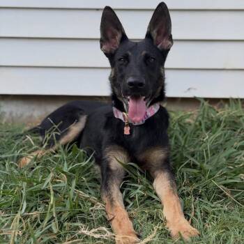 Birdie -  German Shepherd Dog Dog for Adoption in Denver, Colorado - Birdie | PetCurious