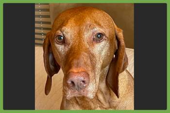 Harrison -  Vizsla Dog for Adoption in Amherst, Massachusetts - Harrison | PetCurious