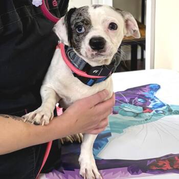 Jack -  Pug and Beagle Dog for Adoption in Morristown, Vermont - Jack | PetCurious