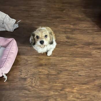 Coral (Wheelie) -  Border Terrier and Mixed Breed Dog for Adoption in Avon, Ohio - Coral (Wheelie) | PetCurious