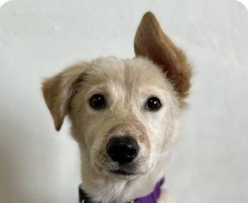 Mountain Dog Dogs Available for Adoption - Hailee | PetCurious