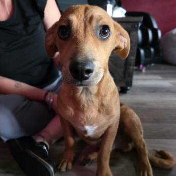 Butterfinger -  Dachshund and Havanese Dog for Adoption in Chandler, Arizona - Butterfinger | PetCurious