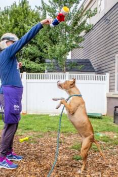Jeanks - IN FOSTER -  Mixed Breed Dog for Adoption in Chamblee, Georgia - Jeanks - IN FOSTER | PetCurious