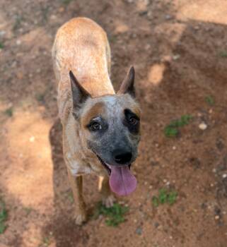 Stella -  Australian Cattle Dog Blue Heeler Dog for Adoption - Stella | PetCurious