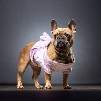 French Bulldog Dogs Available for Adoption - Haven | PetCurious