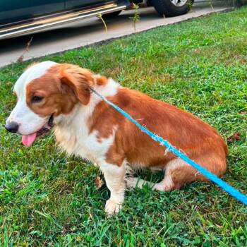 Abbott Stray Hold 9/1 -  Mixed Breed Dog for Adoption in Huntington, West Virginia - Abbott Stray Hold 9/1 | PetCurious