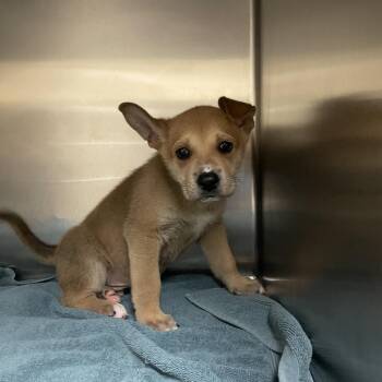 Shepherd Dogs Available for Adoption in Pasadena, California - Howie | PetCurious