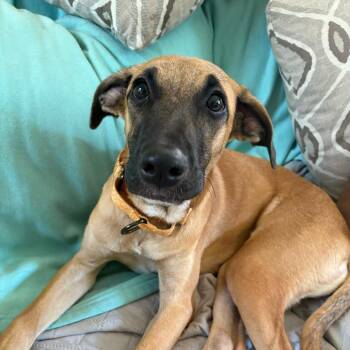 Rescue Mixed Breed Dogs for Adoption in Sandwich, Massachusetts - Coraline | PetCurious
