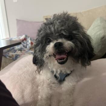 Beau -  Maltese and Poodle Dog for Adoption in Durham, North Carolina - Beau | PetCurious