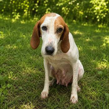 Bunny -  Coonhound Dog for Adoption in Corbin, Kentucky - Bunny | PetCurious