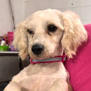 Jasmine -  Maltese and Mixed Breed Dog for Adoption in Edinburg, Texas - Jasmine | PetCurious