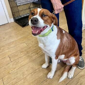 Rescue Beagle Dogs for Adoption in Scottsburg, Indiana - GRETA | PetCurious