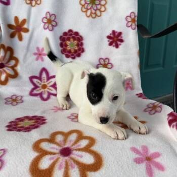 Terrier and Labrador Retriever Dogs Available for Adoption in Carencro, Louisiana - Bagel Bite | PetCurious