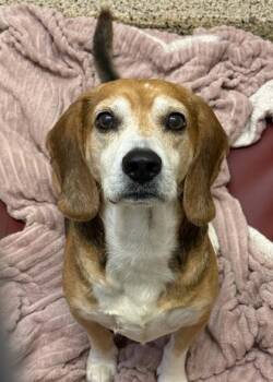 Humbert 64814 -  Beagle and Mixed Breed Dog for Adoption in Aiken, South Carolina - Humbert 64814 | PetCurious