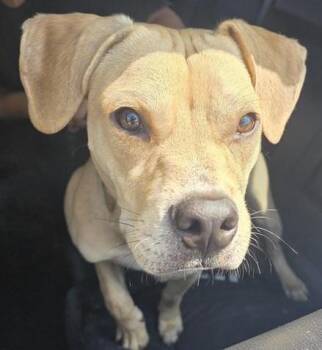 MURVYN -  Terrier Dog for Adoption in San Antonio, Texas - MURVYN | PetCurious