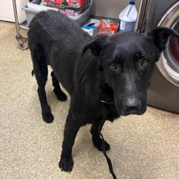 Riley* -  Shepherd Dog for Adoption in San Gabriel, California - Riley* | PetCurious