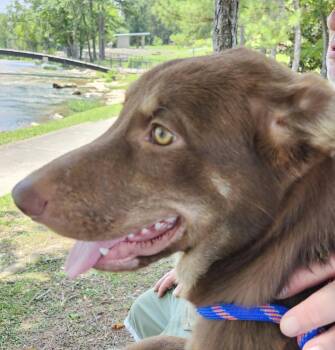 Memphis -  Siberian Husky and German Shepherd Dog Dog for Adoption in Rainbow City, Alabama - Memphis | PetCurious