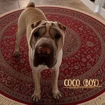 Coco -  Shar Pei Dog for Adoption in Hollywood, Florida - Coco | PetCurious