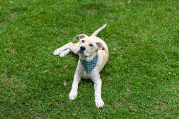 Mixed Breed Dogs Available for Adoption in Bonifay, Florida - Tommy (Coming Soon) | PetCurious