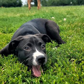 Frito -  Mixed Breed Dog for Adoption in Plainfield, Illinois - Frito | PetCurious