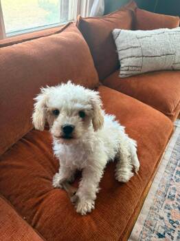 Cotton -  Poodle Dog for Adoption in Grafton, Wisconsin - Cotton | PetCurious