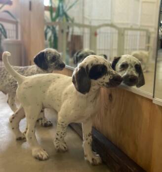 Dalmatian and Standard Poodle Dogs Available for Sale - Patch | PetCurious