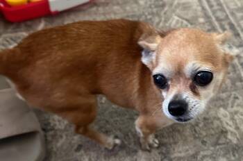 Rina -  Chihuahua Dog for Adoption in Menomonee Falls, Wisconsin - Rina | PetCurious