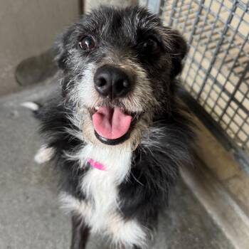Ruby A2299599 -  Terrier Dog for Adoption in Los Angeles, California - Ruby A2299599 | PetCurious