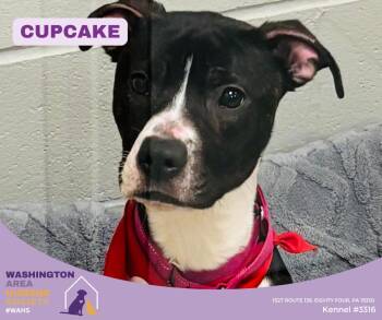 Pit Bull Terrier Dogs Available for Adoption in Eighty Four, Pennsylvania - Cupcake | PetCurious