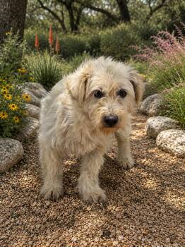 Jayla -  Terrier Dog for Adoption in Helotes, Texas - Jayla | PetCurious