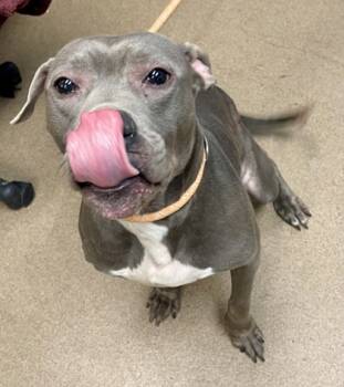 Rescue Mixed Breed Dogs for Adoption in Chamblee, Georgia - Boris | PetCurious