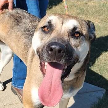 Shepherd Dogs Available for Adoption - Remy | PetCurious