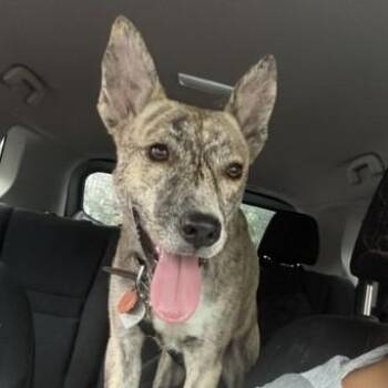 Egypt -  Mixed Breed Dog for Adoption in Columbia, South Carolina - Egypt | PetCurious